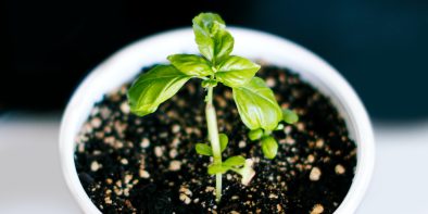 plant cuttings to multiply your own food